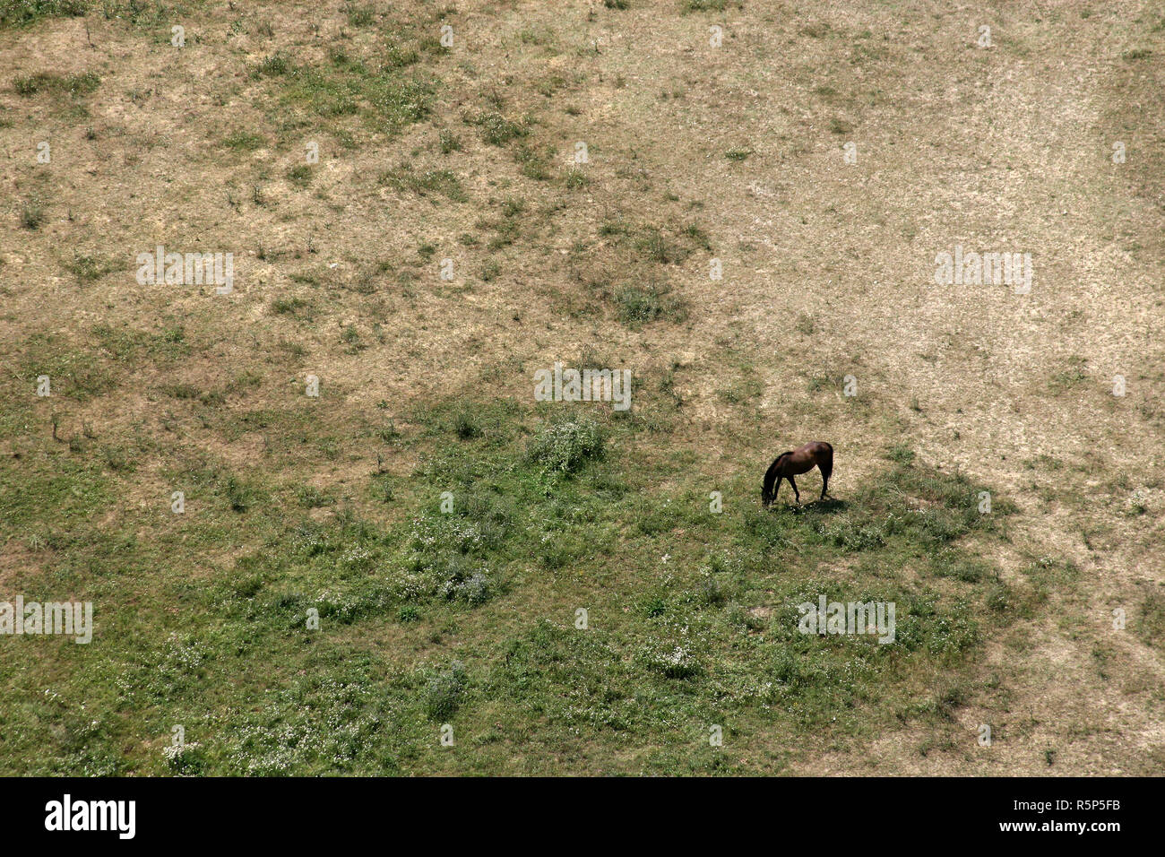 Immagine aerea di un cavallo in un pascolo vicino Ludina, Croazia Foto Stock