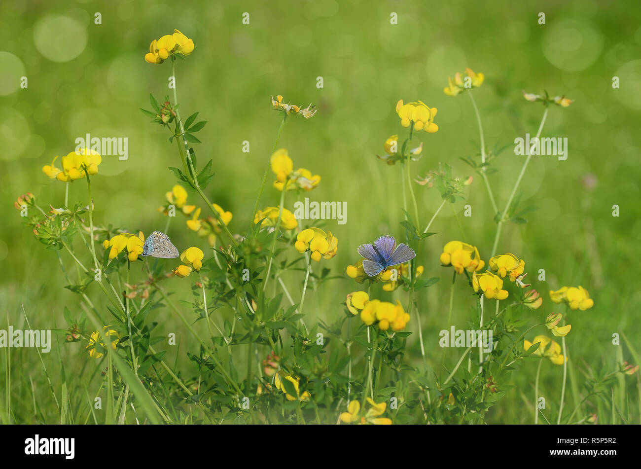 Due bluebells su un prato Foto Stock