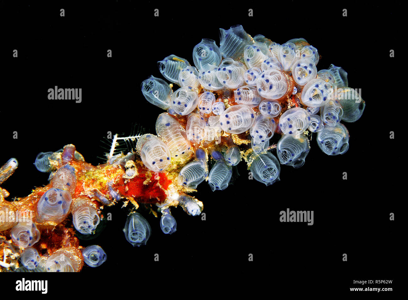 Colonia di tubolare di tunicati (Clavelina moluccensis), Molucche, mare Molucche, Indonesia, Asia Foto Stock