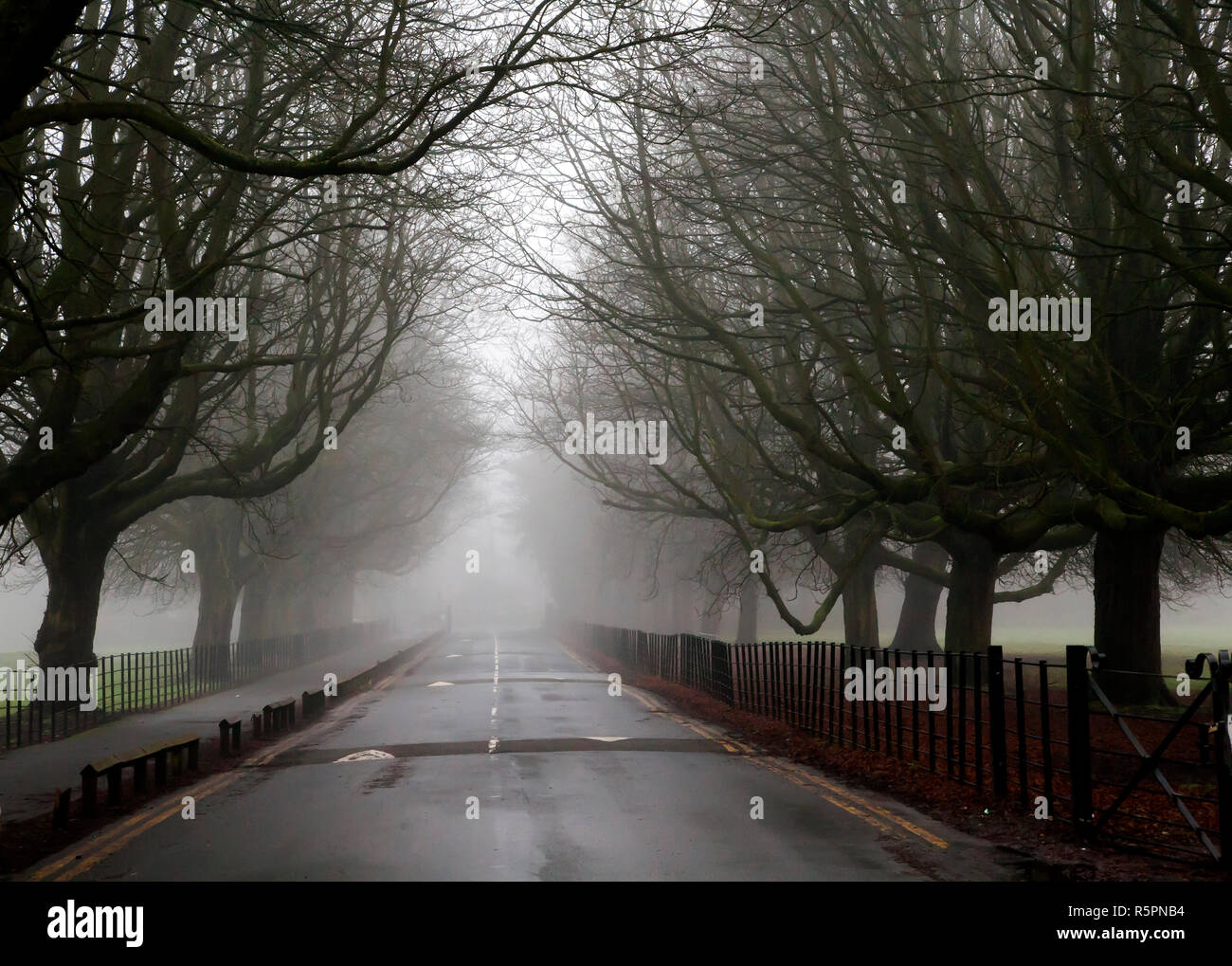 Un molto nebbioso atmosferica foggy strada che conduce verso l'ignoto Foto Stock