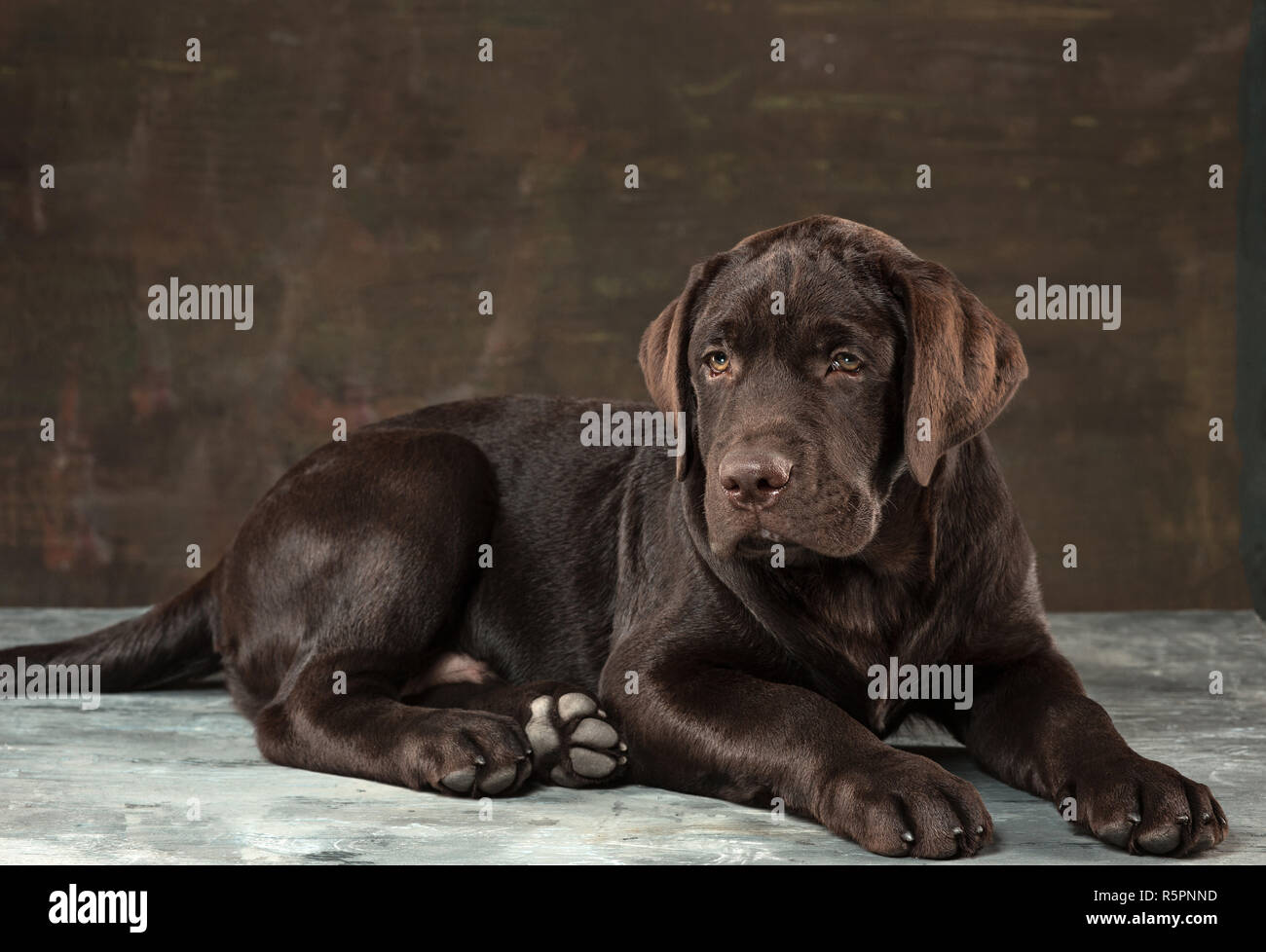 Il ritratto di un nero Labrador cane preso contro uno sfondo scuro. Foto Stock