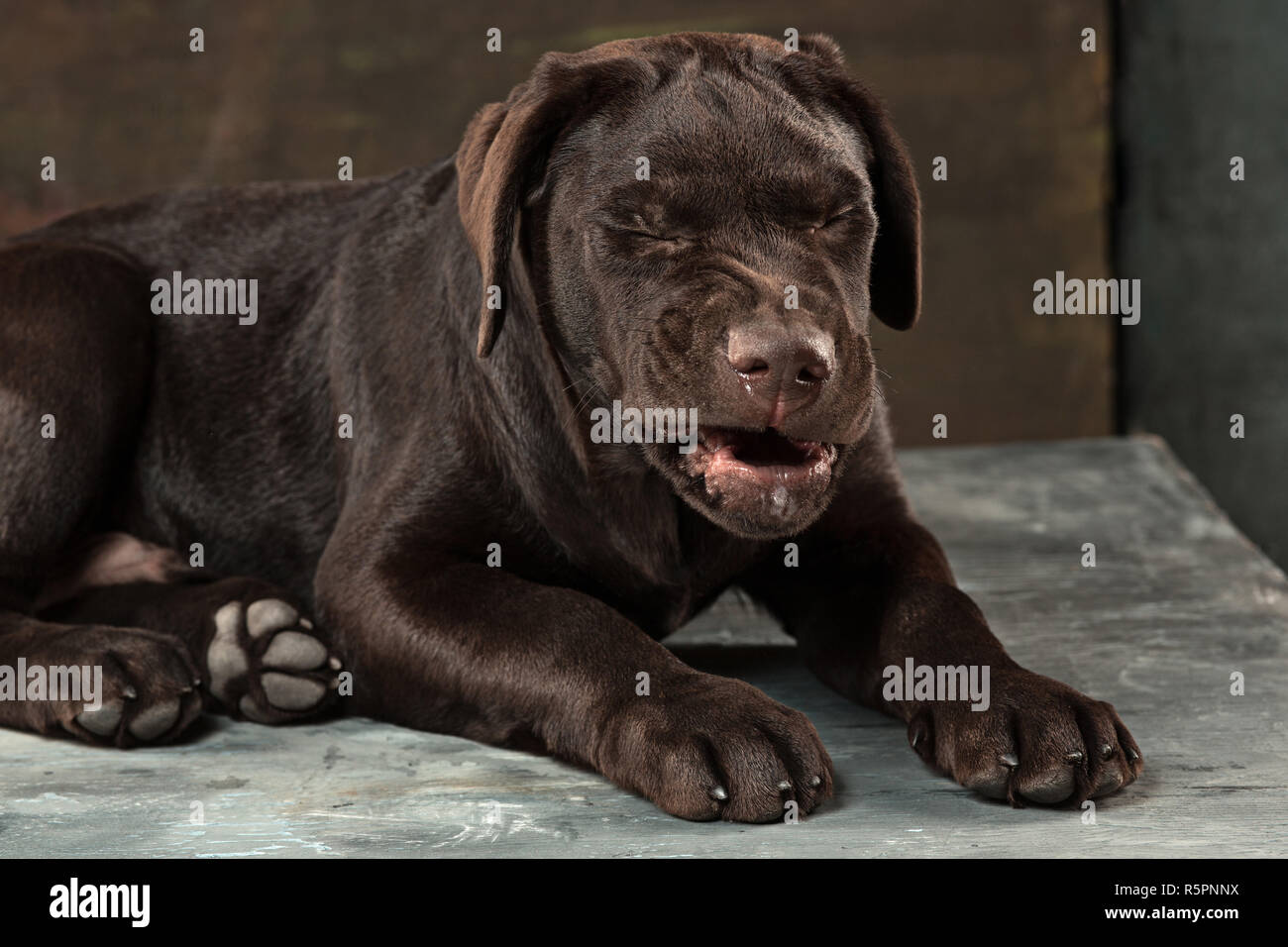 Il ritratto di un nero Labrador cane preso contro uno sfondo scuro. Foto Stock