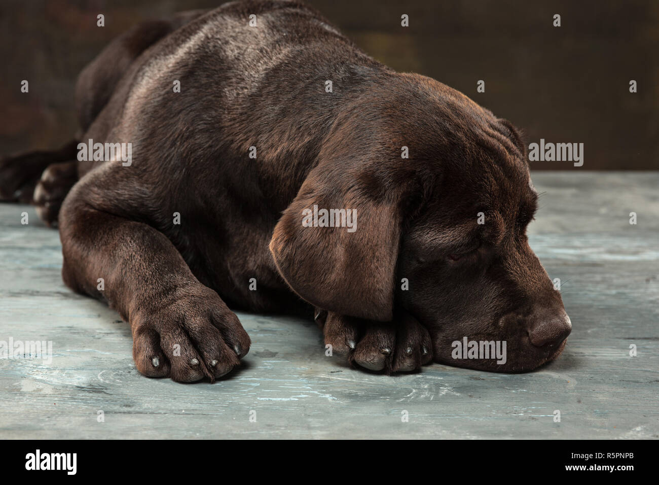 Il ritratto di un nero Labrador cane preso contro uno sfondo scuro. Foto Stock