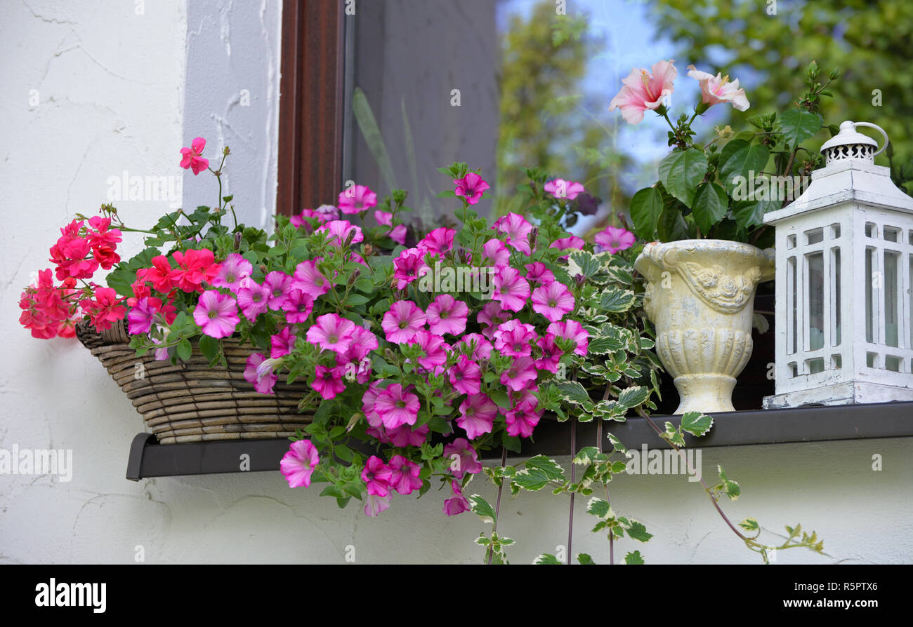 La decorazione floreale sul davanzale con fiori di colore rosa Foto Stock