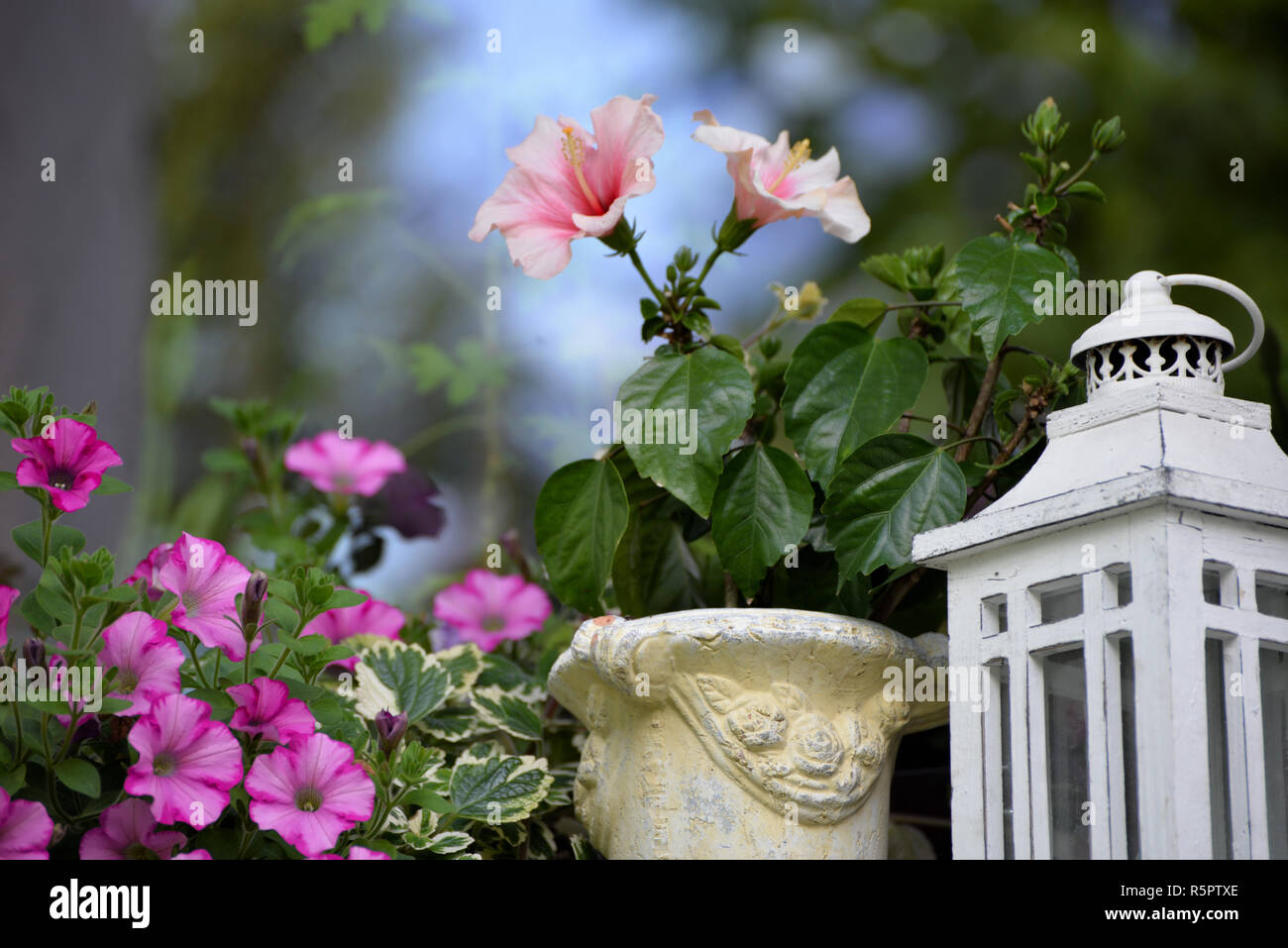 La decorazione floreale sul davanzale con fiori di colore rosa Foto Stock