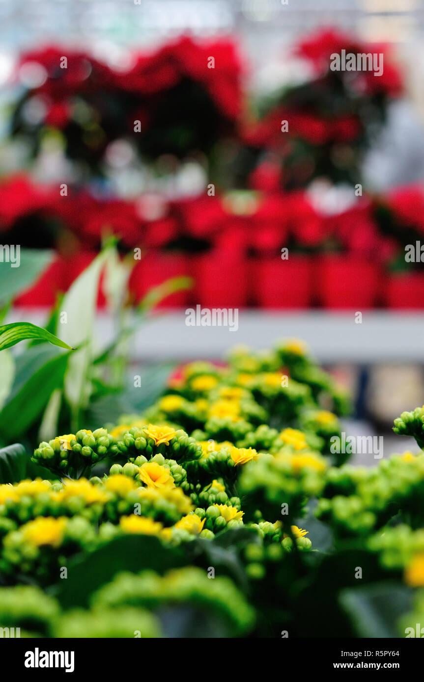 Kalanchoe impianto indoor in un garden center Foto Stock