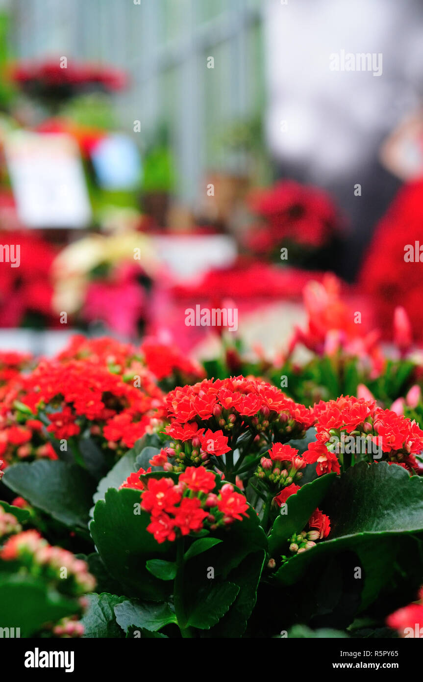 Kalanchoe impianto indoor in un garden center Foto Stock