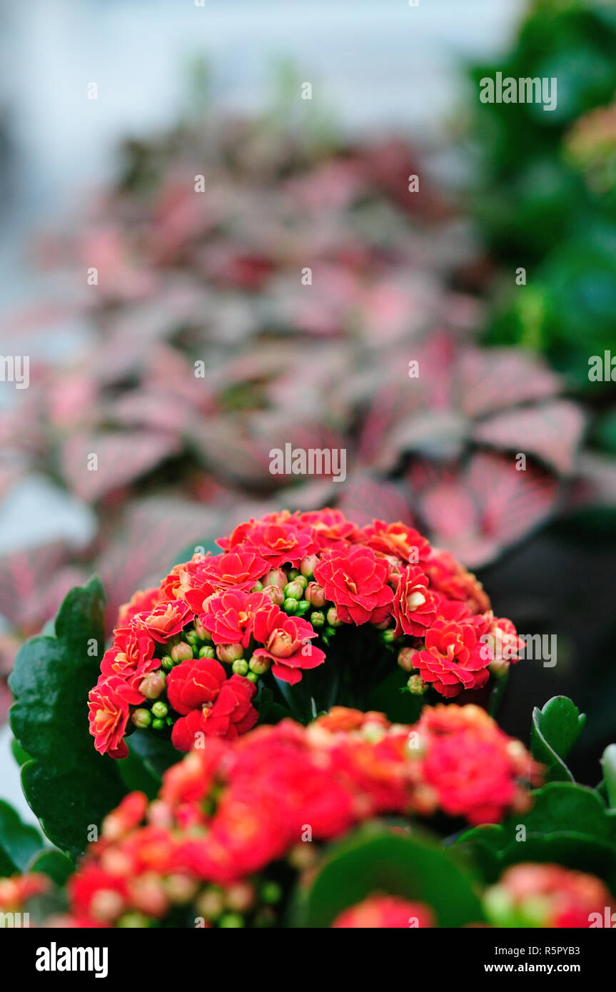 Kalanchoes in un garden center Foto Stock