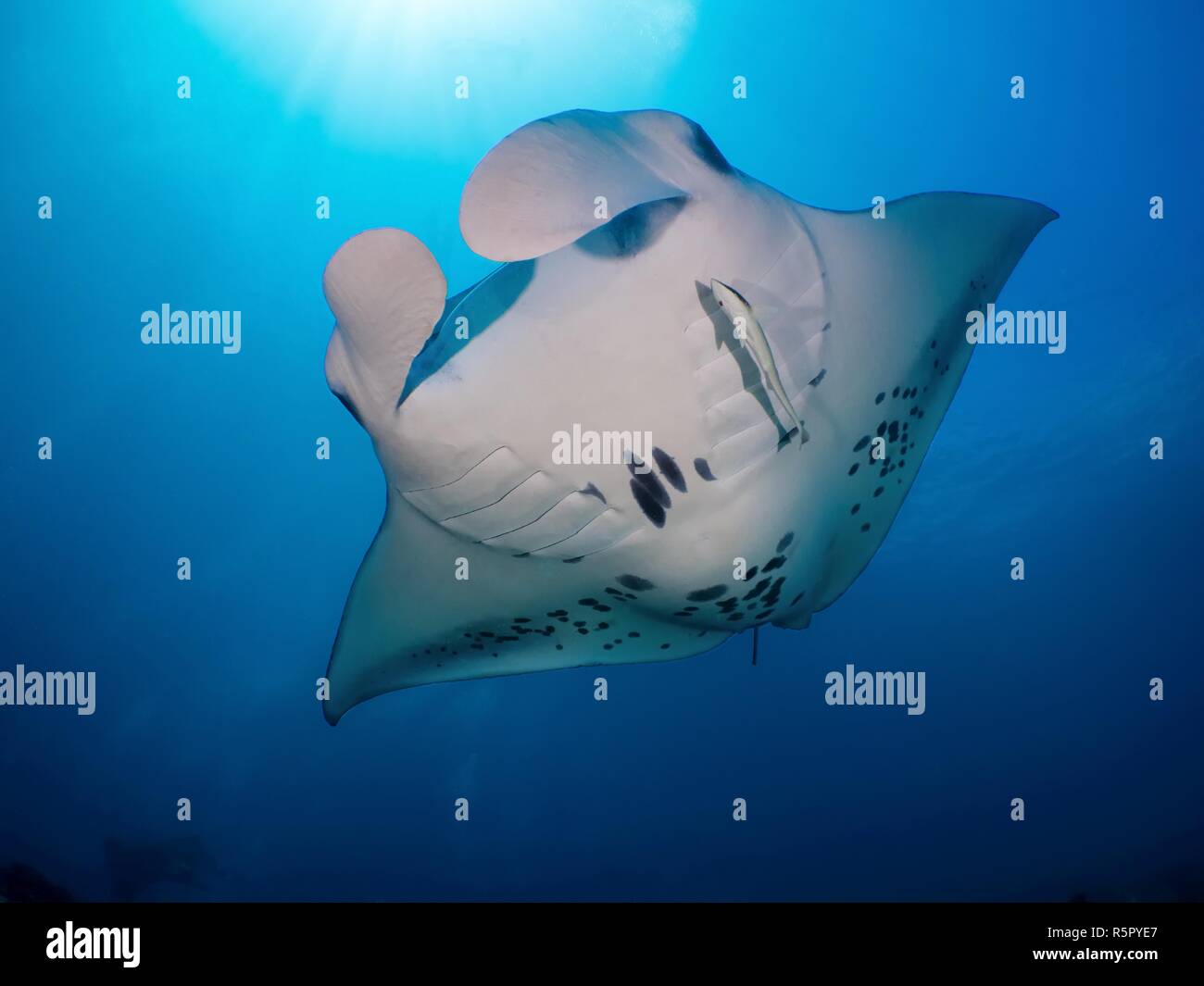Mantarochen auf den Malediven. Foto Stock