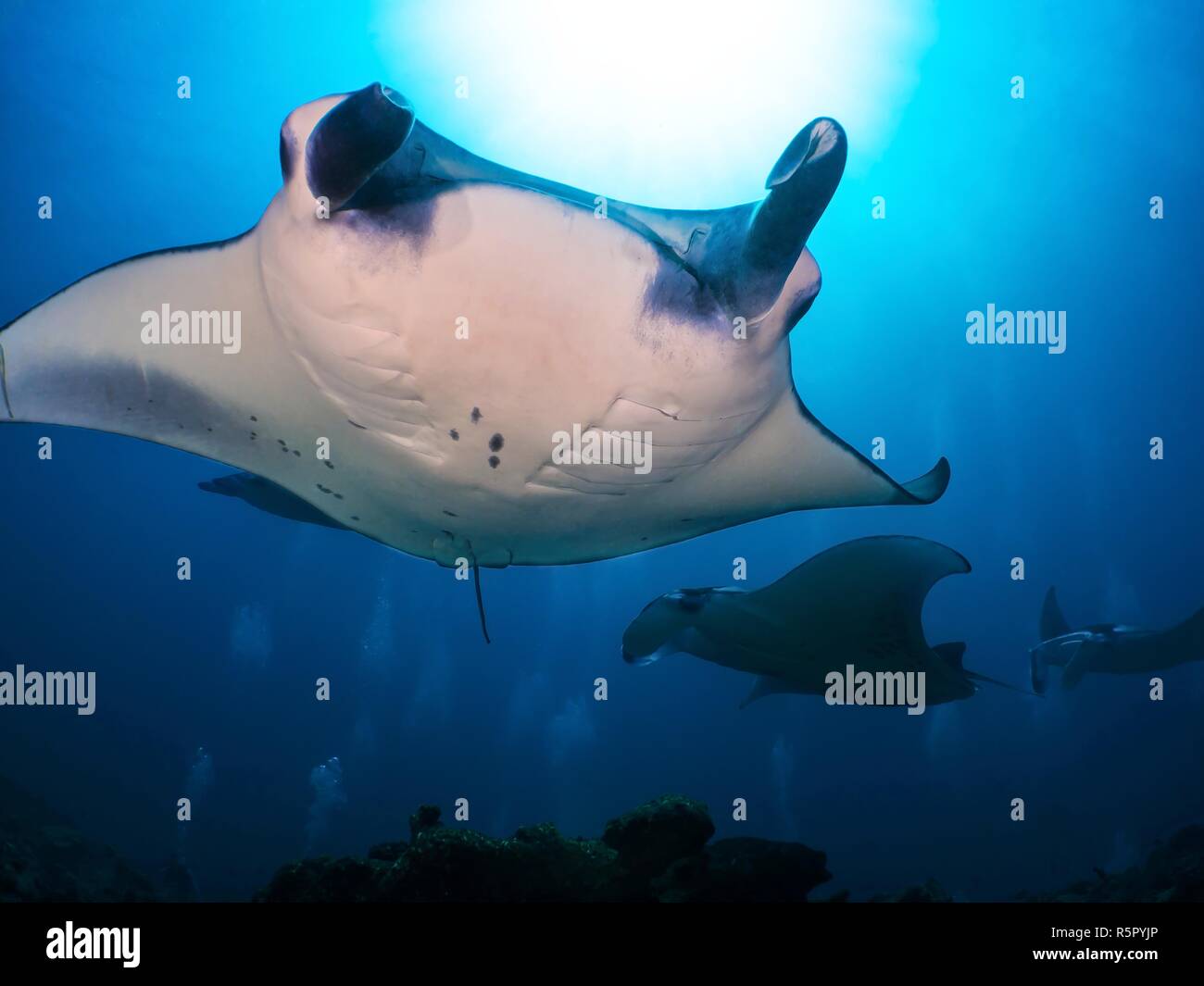Mantarochen auf den Malediven. Foto Stock