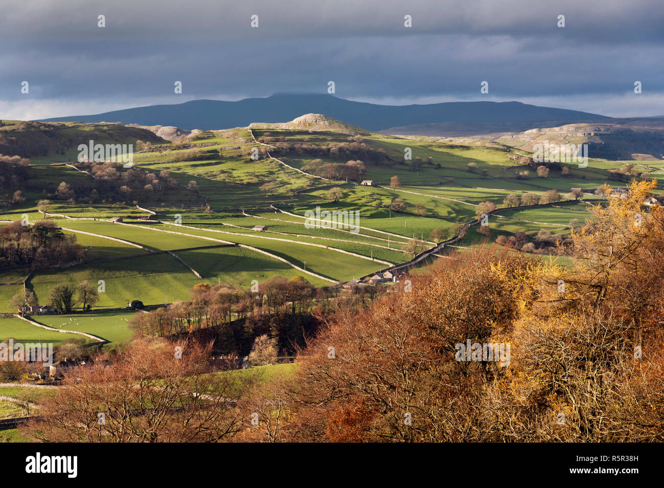 Autunno luce solare a Langcliffe, vicino a Settle, North Yorkshire. Picco Ingleborough nel Yorkshire Dales National Park è visto all'orizzonte. Foto Stock