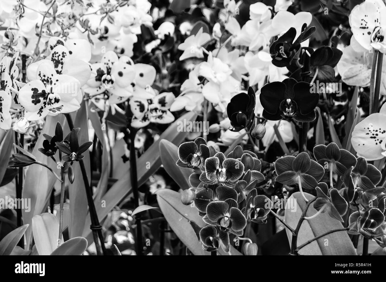 Fiori di orchidea, immagine in bianco e nero Foto Stock