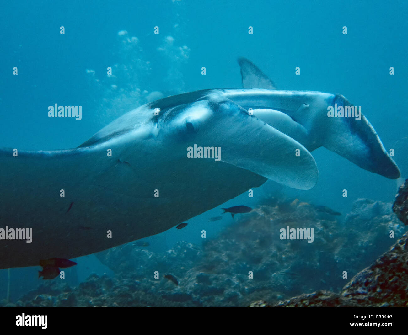 Un gigante oceanic Manta Ray (Manta birostris) nell'Oceano Indiano Foto Stock