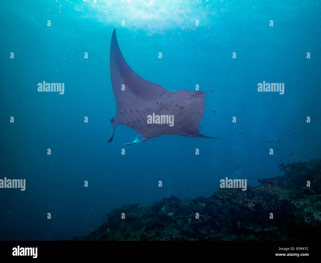 Un gigante oceanic Manta Ray (Manta birostris) nell'Oceano Indiano Foto Stock