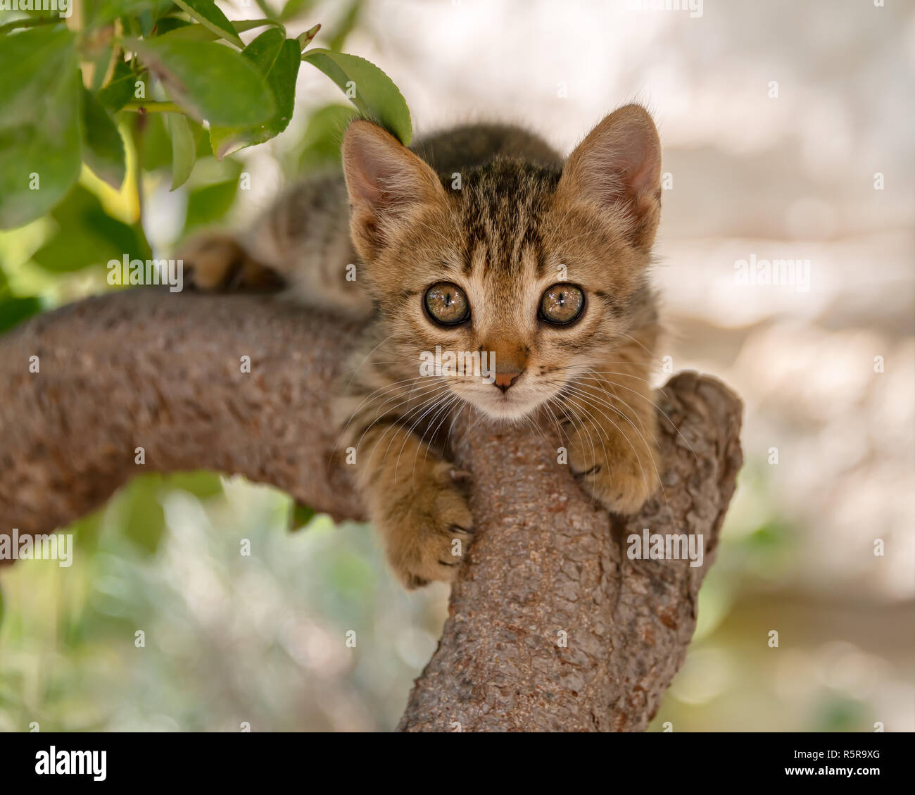 Giovani carino gattino, brown tabby, arrampicata in un albero, guardando con occhi grandi, Cicladi, isola del Mar Egeo, in Grecia, in Europa Foto Stock