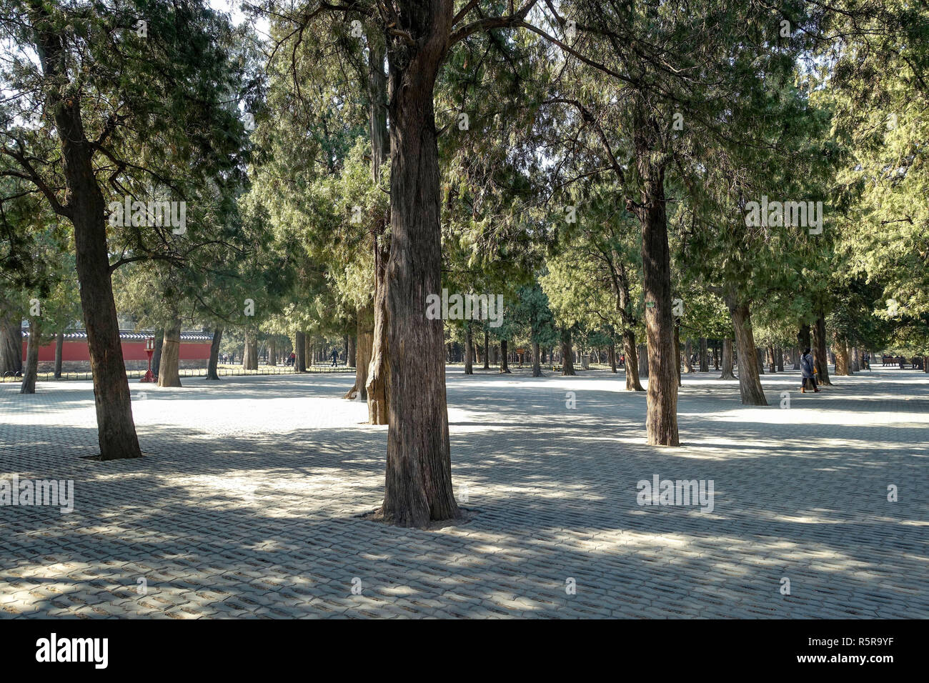 Pechino, CINA: piantagioni di alberi e ciottoli Parco Paradiso complesso. Foto Stock