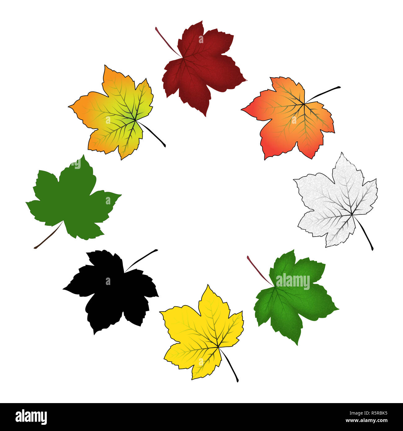 Set di colorati maple leaf . Illustrazione di vettore isolato su sfondo bianco. Foto Stock