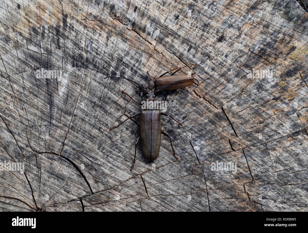 Beetle bostrico. Imago di un insetto. Beetle con lunghe antenne. Foto Stock