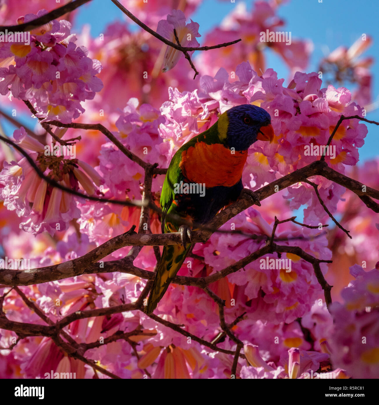 Rainbow Lorikeet in una rosa di albero riduttore laterale Foto Stock