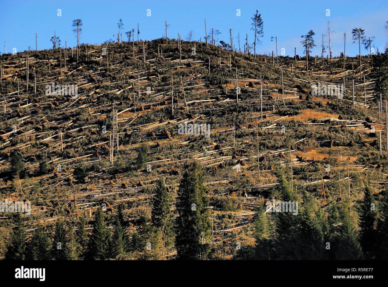 Posizione Piana marcesina, altopiano di Asiago, Veneto, Italia. I danni causati dalla tempesta di Ottobre 29, 2018. La maggior parte delle stime conservative dire un milione e duecentomila alberi shot dal vento sulle montagne del Veneto, quasi sempre di conifere. Foto Stock