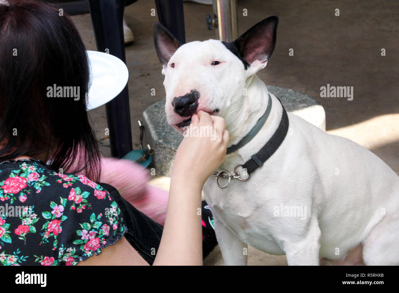 di mano è alimentazione di cane. Inglese Bull Terrier cane bianco mangiare con le mani. Proprietario femmina dà il cane pezzi di pizza a mano, all'esterno Foto stock - Alamy