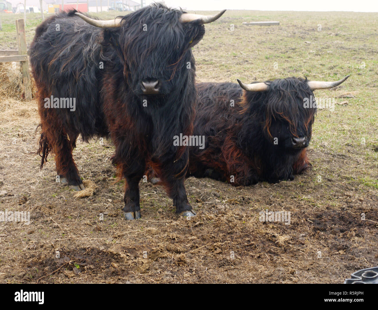 Le mucche nero sull'isola di Fair Isle, più remoti in modo permanente nel Regno Unito isole abitate. Si trova tra le isole di Orkney e Shetland. Foto Stock