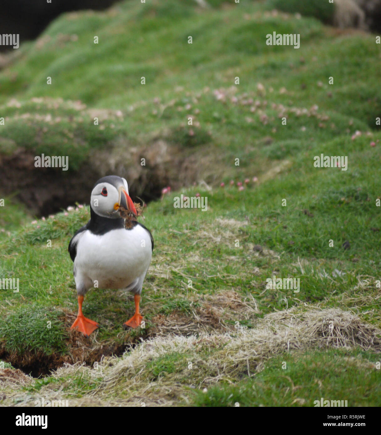 Puffin sul Fair Isle Shetland Foto Stock