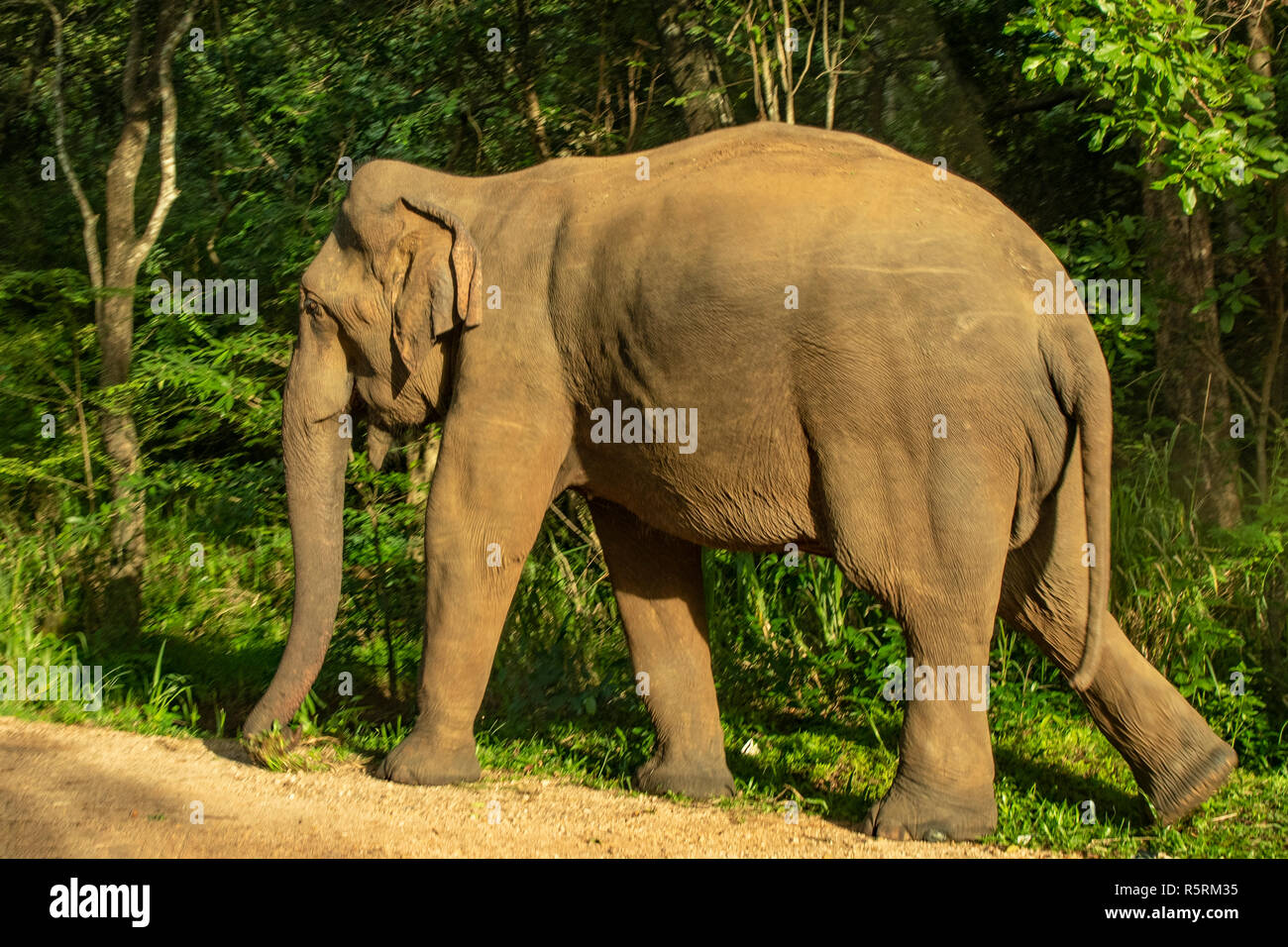 Wild dello Sri Lanka elefanti Elephas maximus maximus vicino Habarana, Sri Lanka Foto Stock