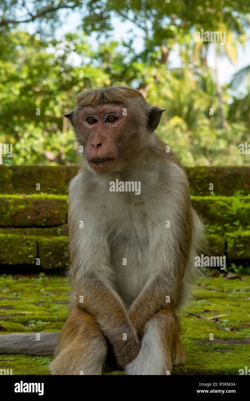 Toque scimmia macaco, Macaca sinica a Pollonaruwa, Sri Lanka Foto Stock