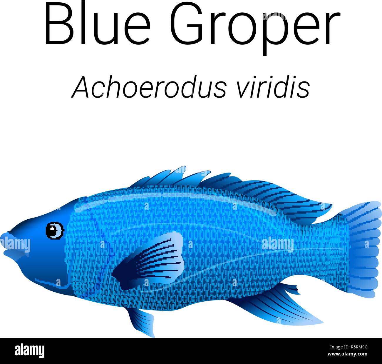 Blu maschio Groper - bellissimi pesci ritrovati nelle acque costiere del Sud Australia illustrazione Illustrazione Vettoriale