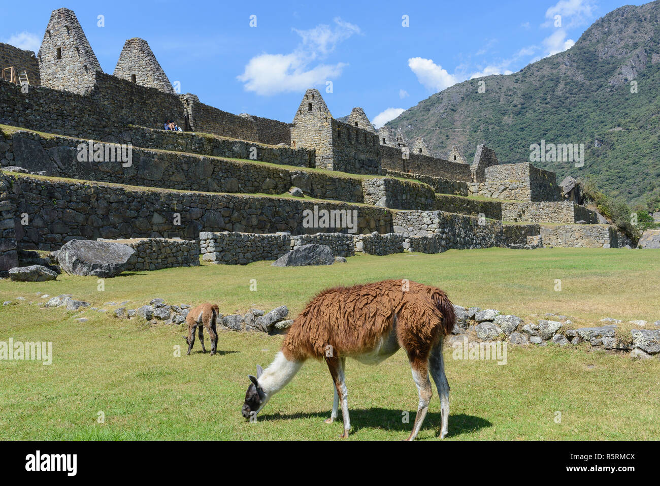 Llamas pascolo a Machu Picchu, Perù Foto Stock