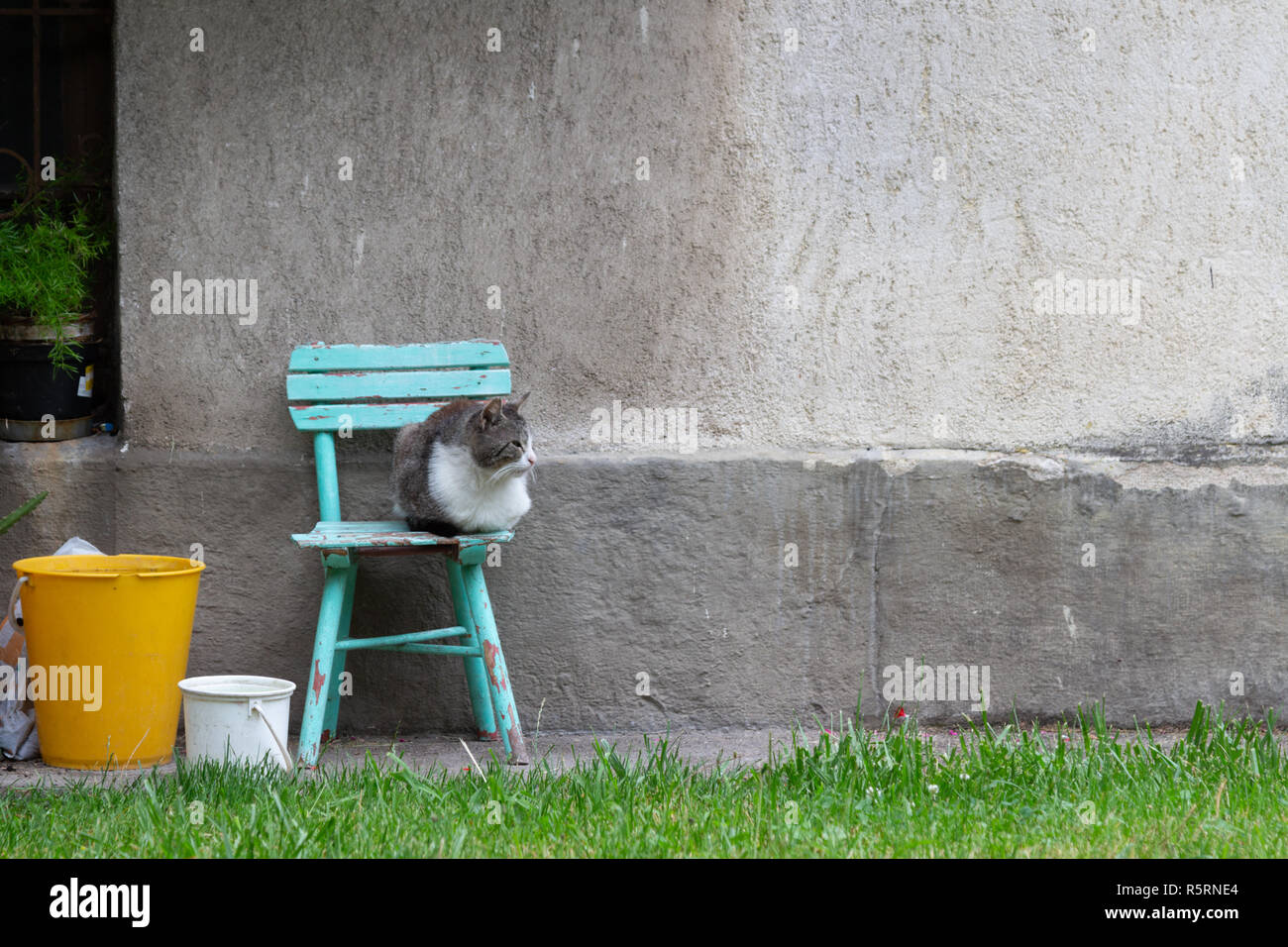 Un grigio-bianco gatto seduto su una sedia turchese in un piccolo giardino di un vecchio edificio. Foto Stock