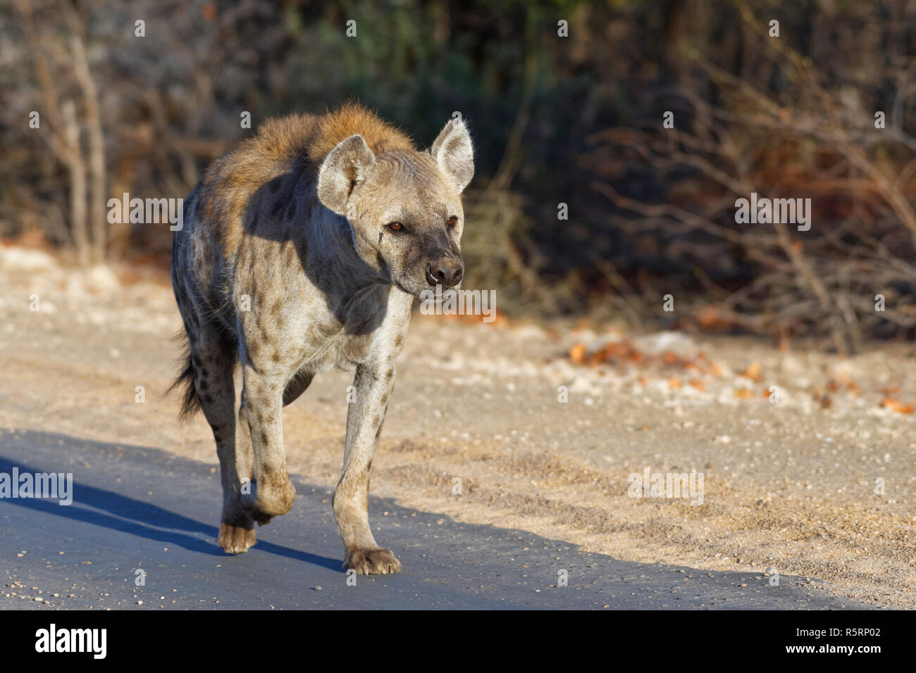 Avvistato iena o ridere iena (Crocuta crocuta), femmina adulta che corre lungo una strada asfaltata, nella luce del mattino, il Parco Nazionale Kruger, Sud Africa, Foto Stock