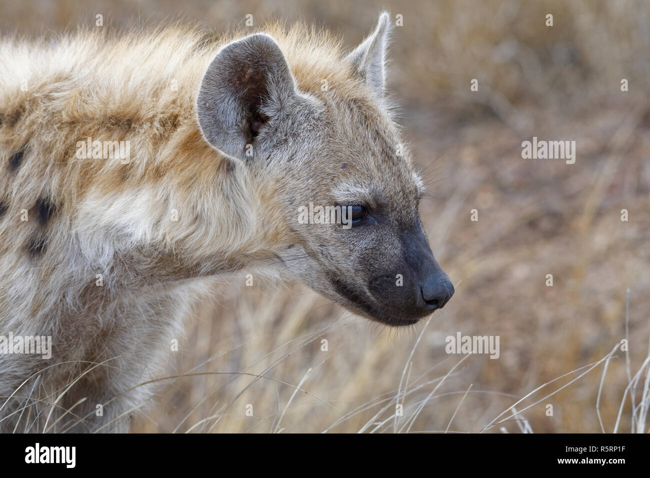 Avvistato iena o ridere iena (Crocuta crocuta) cub, close-up, il Parco Nazionale Kruger, Sud Africa e Africa Foto Stock