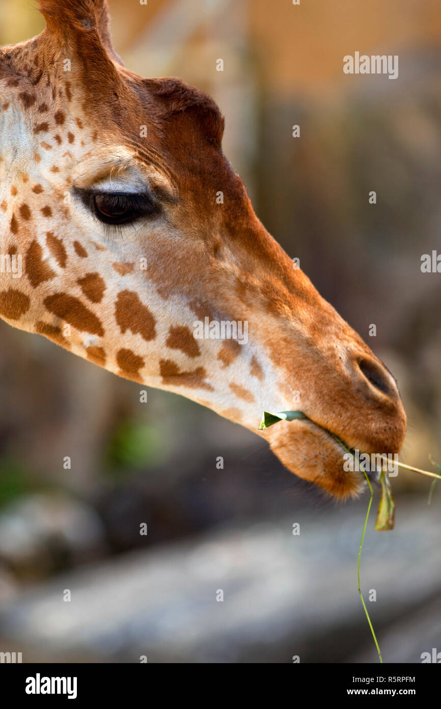 La giraffa in uno zoo Foto Stock