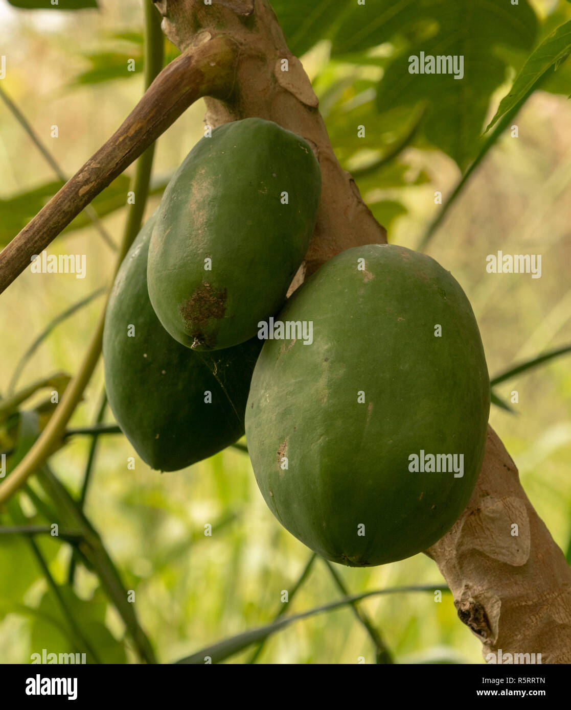 La pianta di papaia (Carica papaya) e frutti pendenti su un ramo, Bogodi, Uganda, Africa Foto Stock