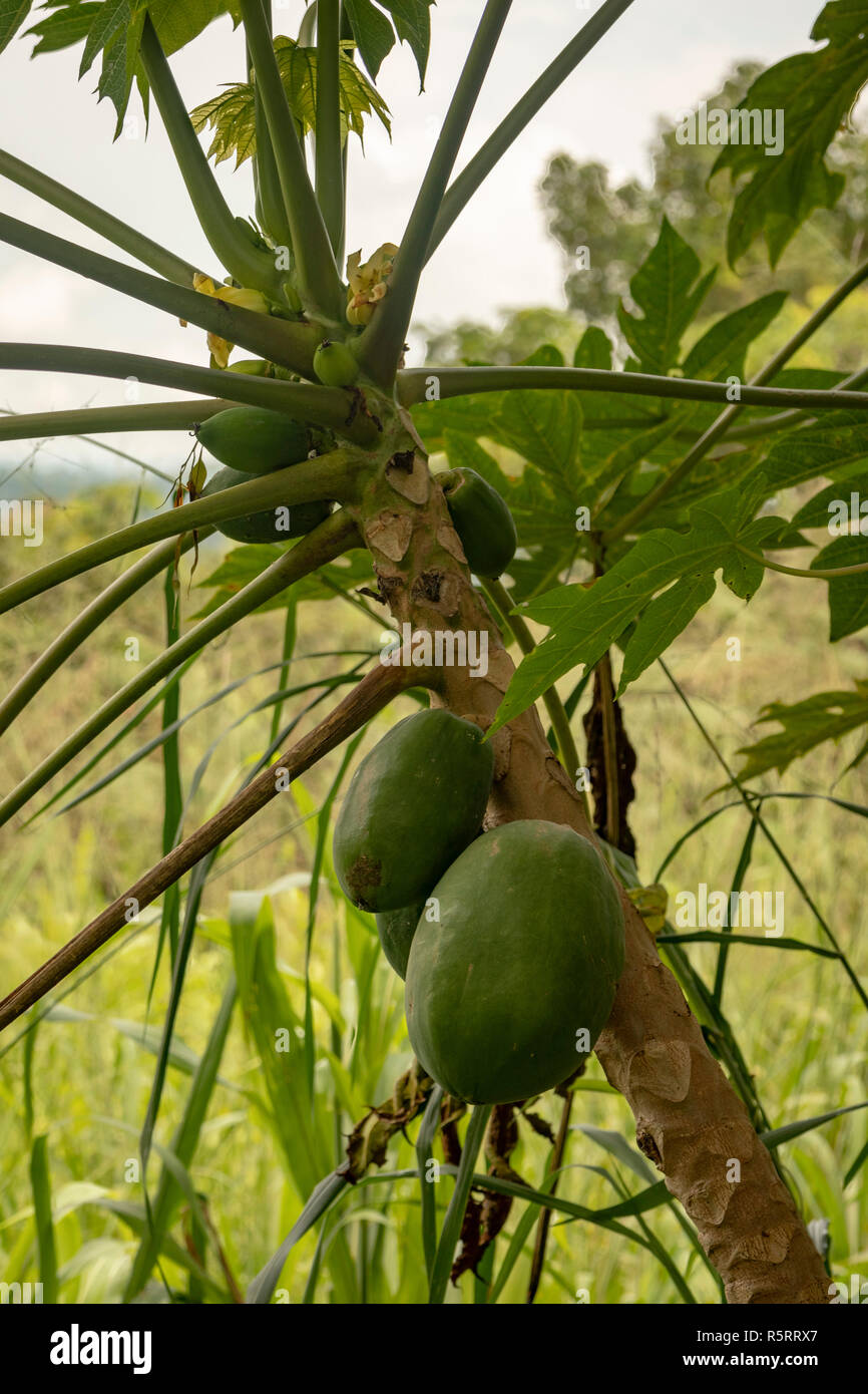 La pianta di papaia (Carica papaya) e frutti pendenti su un ramo, Bogodi, Uganda, Africa Foto Stock