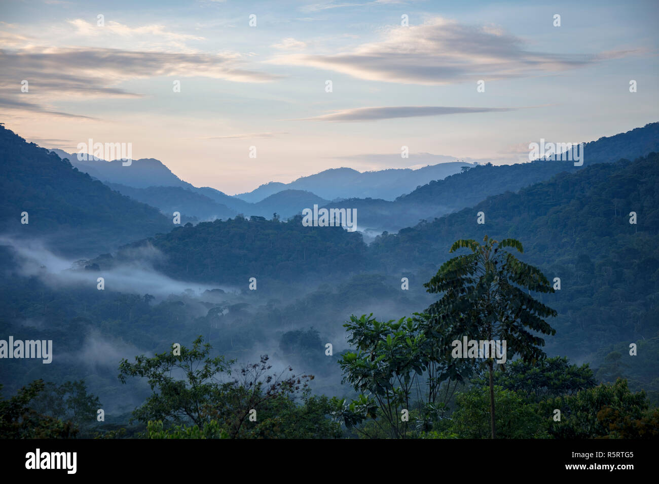 Vista della Foresta impenetrabile di Bwindi da camera presso comunità Buhoma Haven Lodge, Bwindi in Uganda Foto Stock