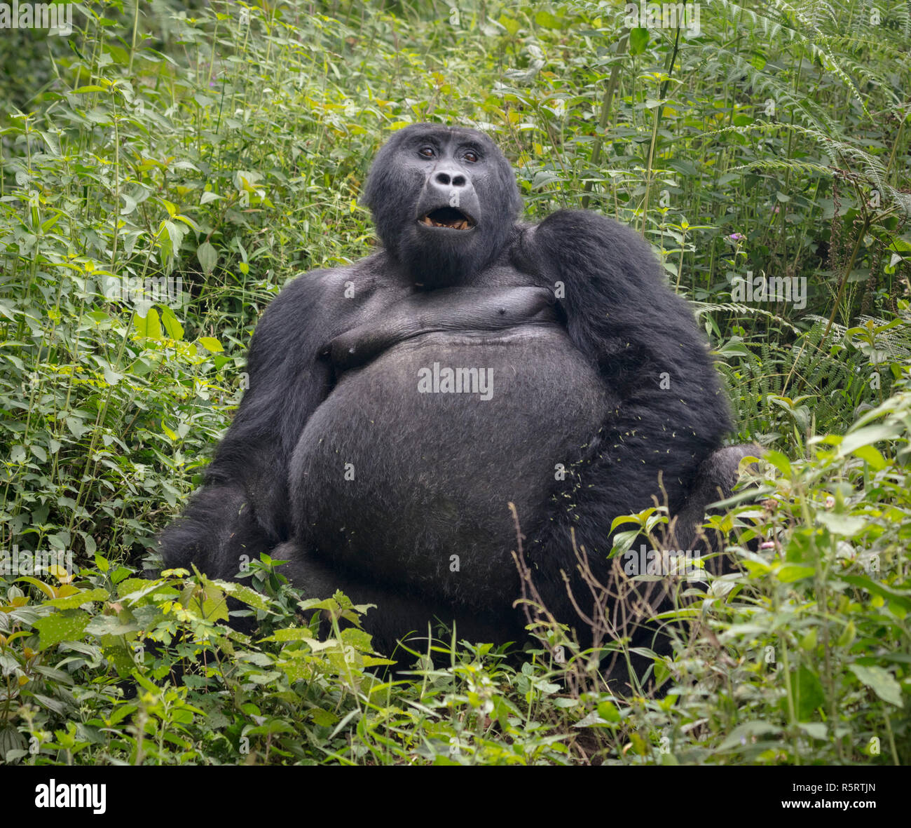 Gorilla di Montagna, Gorilla beringei beringei, Foresta impenetrabile di Bwindi National Park, Uganda Foto Stock