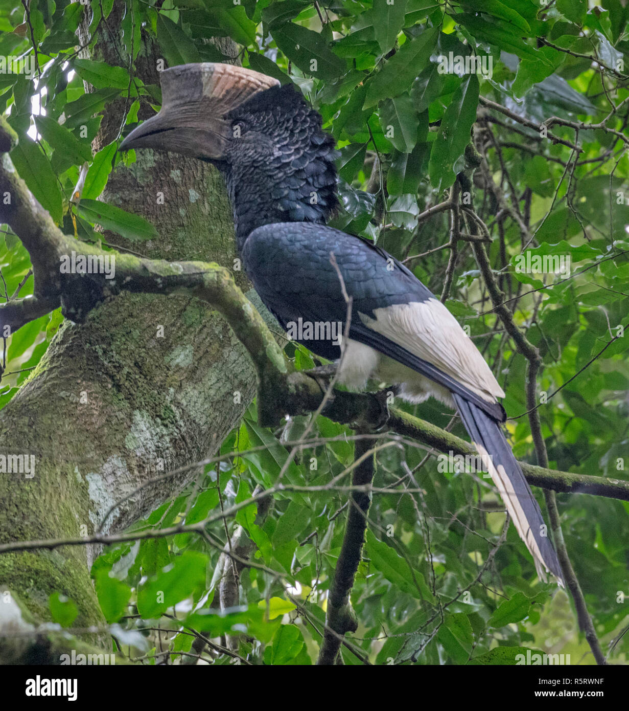 Il nero-e-bianco-casqued hornbill (Bycanistes subcylindricus), noto anche come il grigio-cheeked hornbill, Kibale National Forest, Uganda Foto Stock
