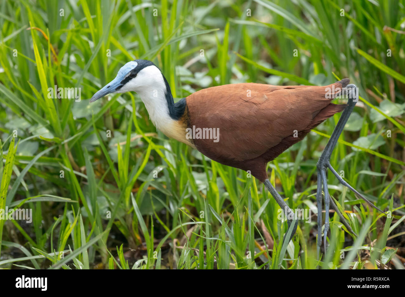 La jacana africana (Actophilornis africanus) nelle paludi di Mabamba, il lago Victoria, Uganda Foto Stock