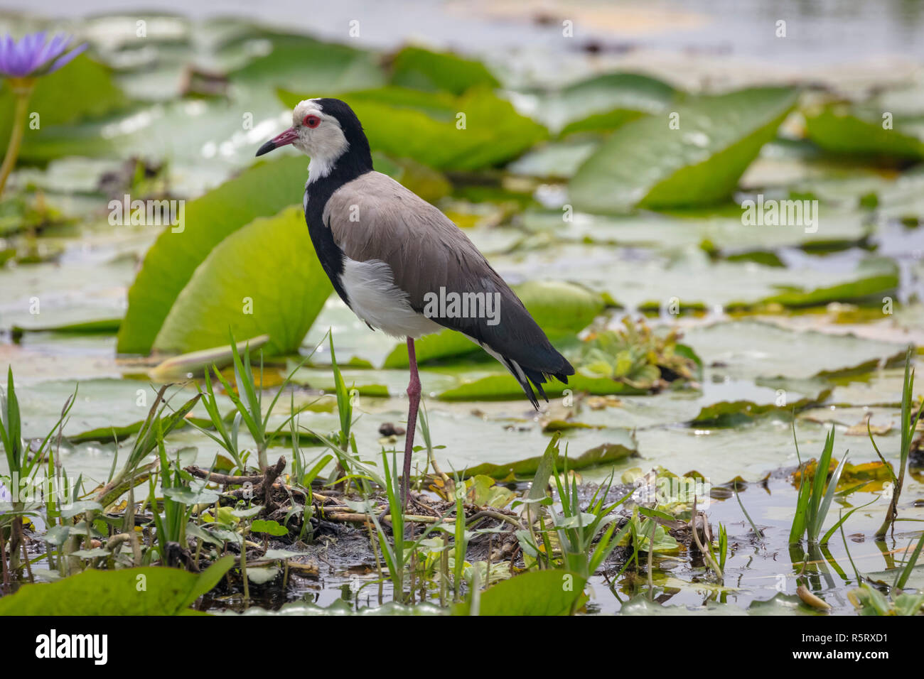 Rosso-wattled pavoncella (Vanellus indicus) nelle paludi di Mabamba, il lago Victoria, Uganda Foto Stock