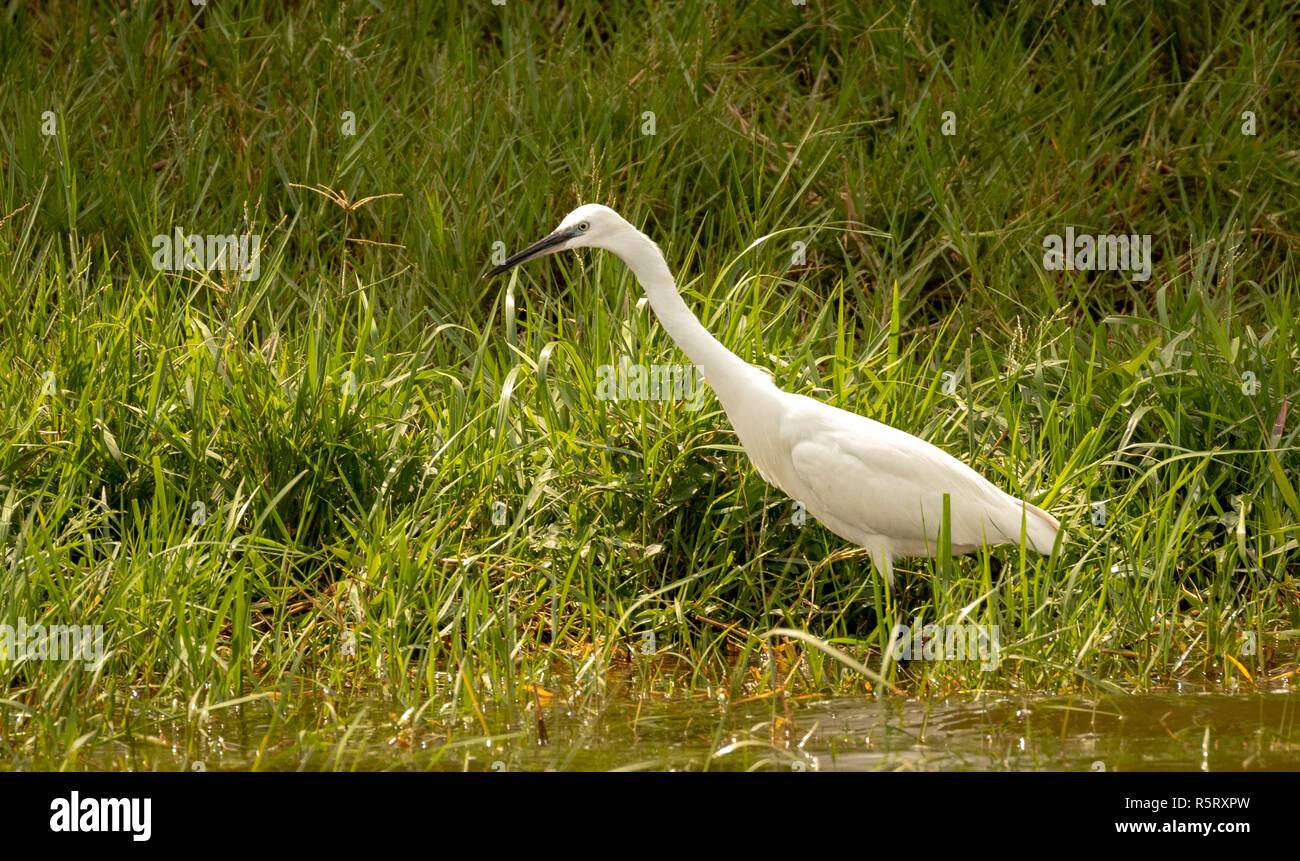 La garzetta (Egretta garzetta), una specie di piccolo heron nella famiglia Ardeidi, Queen Elizabeth National Park, Uganda, Africa orientale Foto Stock