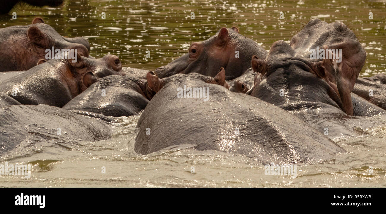 Allevamento di ippopotami (Hippopotamus amphibius) al canale Kazinga. Queen Elizabeth National Park, Uganda, Africa orientale Foto Stock