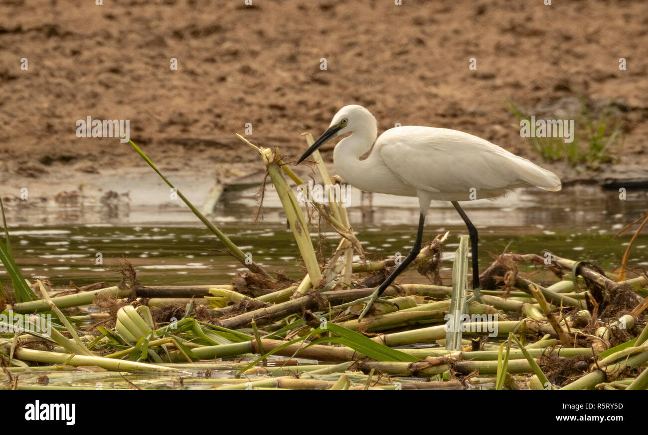 La garzetta (Egretta garzetta), una specie di piccolo heron nella famiglia Ardeidi, Queen Elizabeth National Park, Uganda, Africa orientale Foto Stock