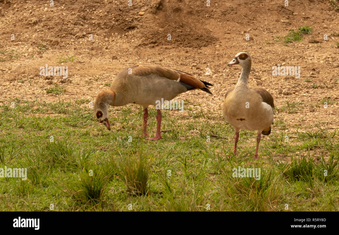 Oche egiziane, Alopochen aegyptiaca, membro dell'anatra, oca, e Swan famiglia anatidi, al canale Kazinga. Queen Elizabeth National Park, Uganda Foto Stock