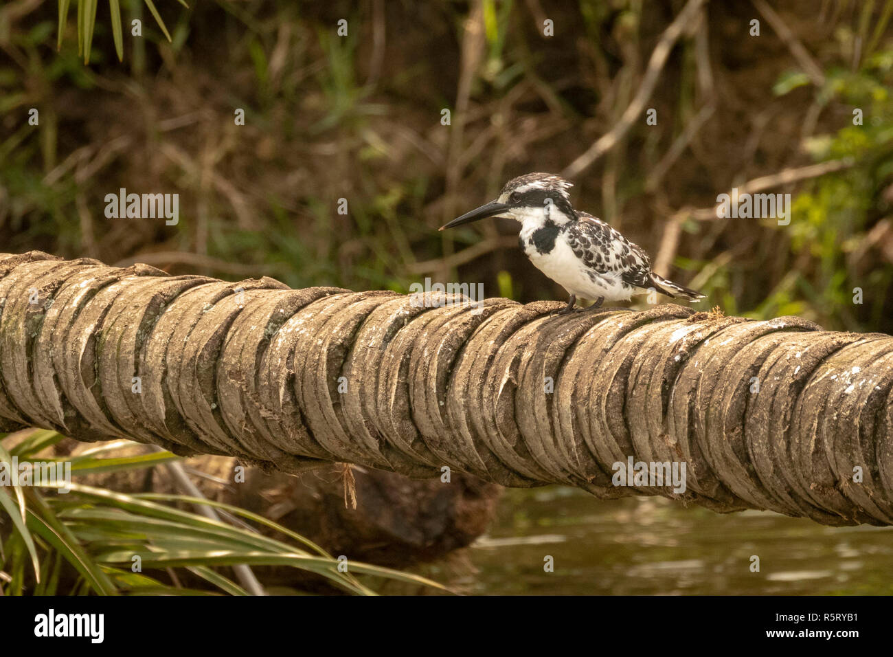 Il pied kingfisher (Ceryle rudis), Canale Kazinga, Queen Elizabeth National Park, Uganda, Africa orientale Foto Stock