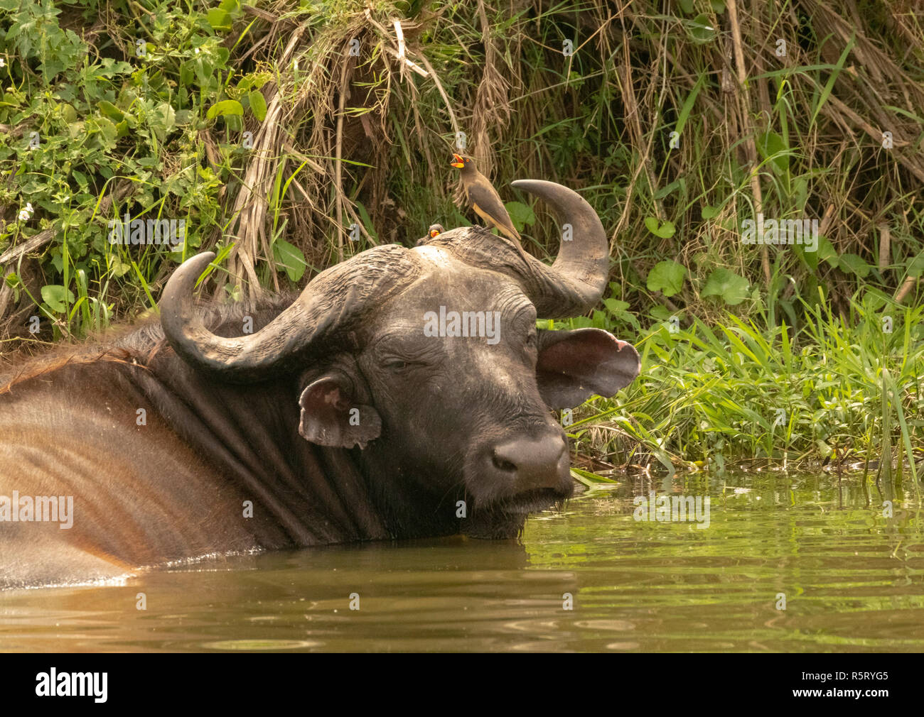 Africano o bufali (Syncerus caffer) con giallo-fatturati oxpecker (Buphagus africanus), Canale Kazinga. Queen Elizabeth National Park, Uganda Foto Stock