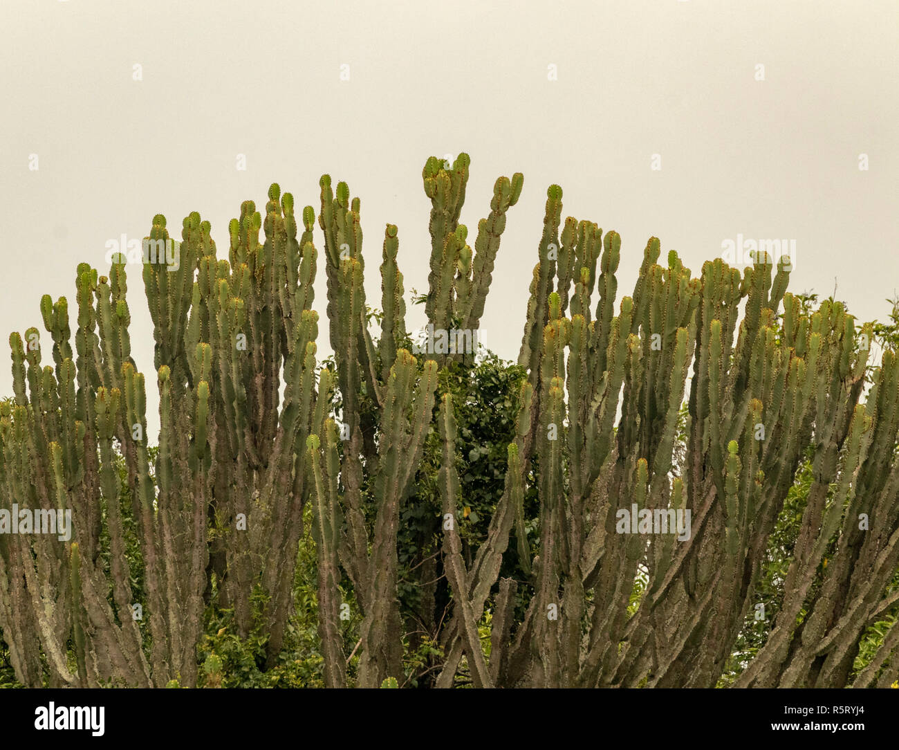 Dettaglio di Euphorbia ingens, i candelabri tree, Uganda, Africa Foto Stock