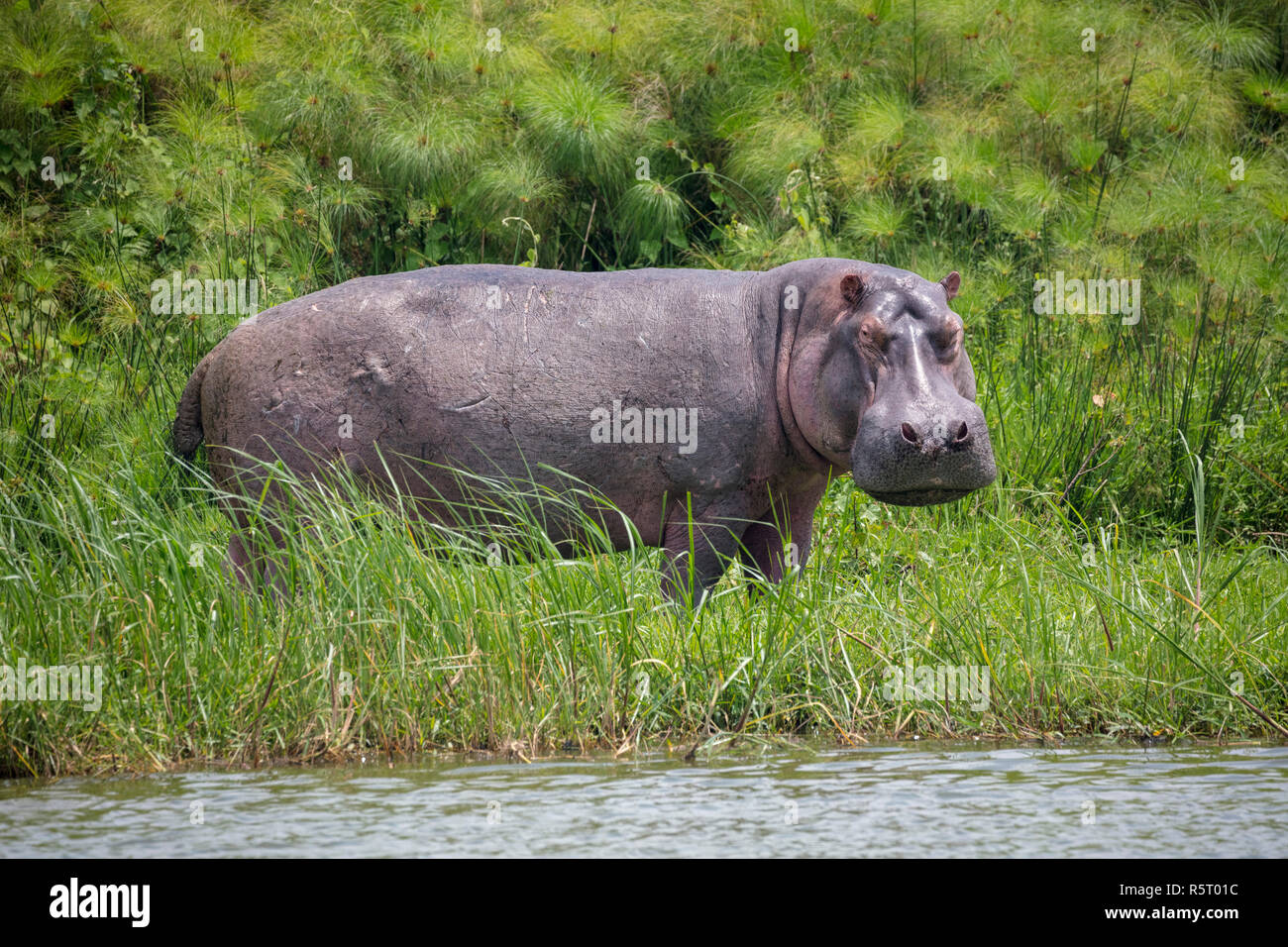 Ippopotami (Hippopotamus amphibius) al canale Kazinga. Queen Elizabeth National Park, Uganda, Africa orientale Foto Stock
